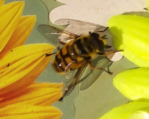 Sensibee capture of Batman hoverfly (Myathropa florea)