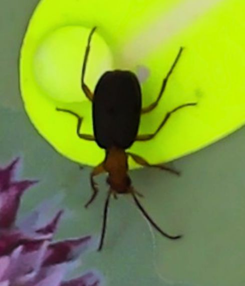 Sensibee capture of Common bombardier beetle (Brachinus crepitans)