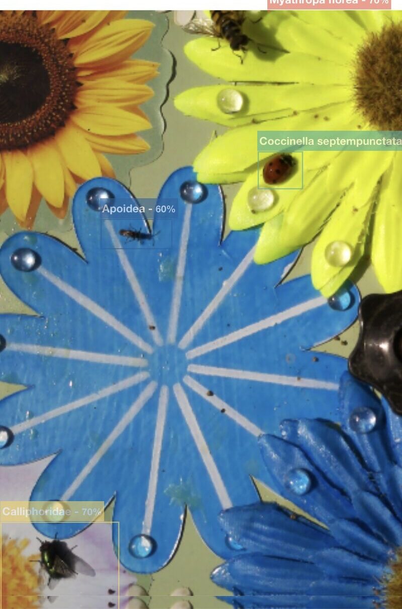Sensibee capture identifying a batman hoverfly, seven-spotted ladybird, blowfly and small bee in a single frame