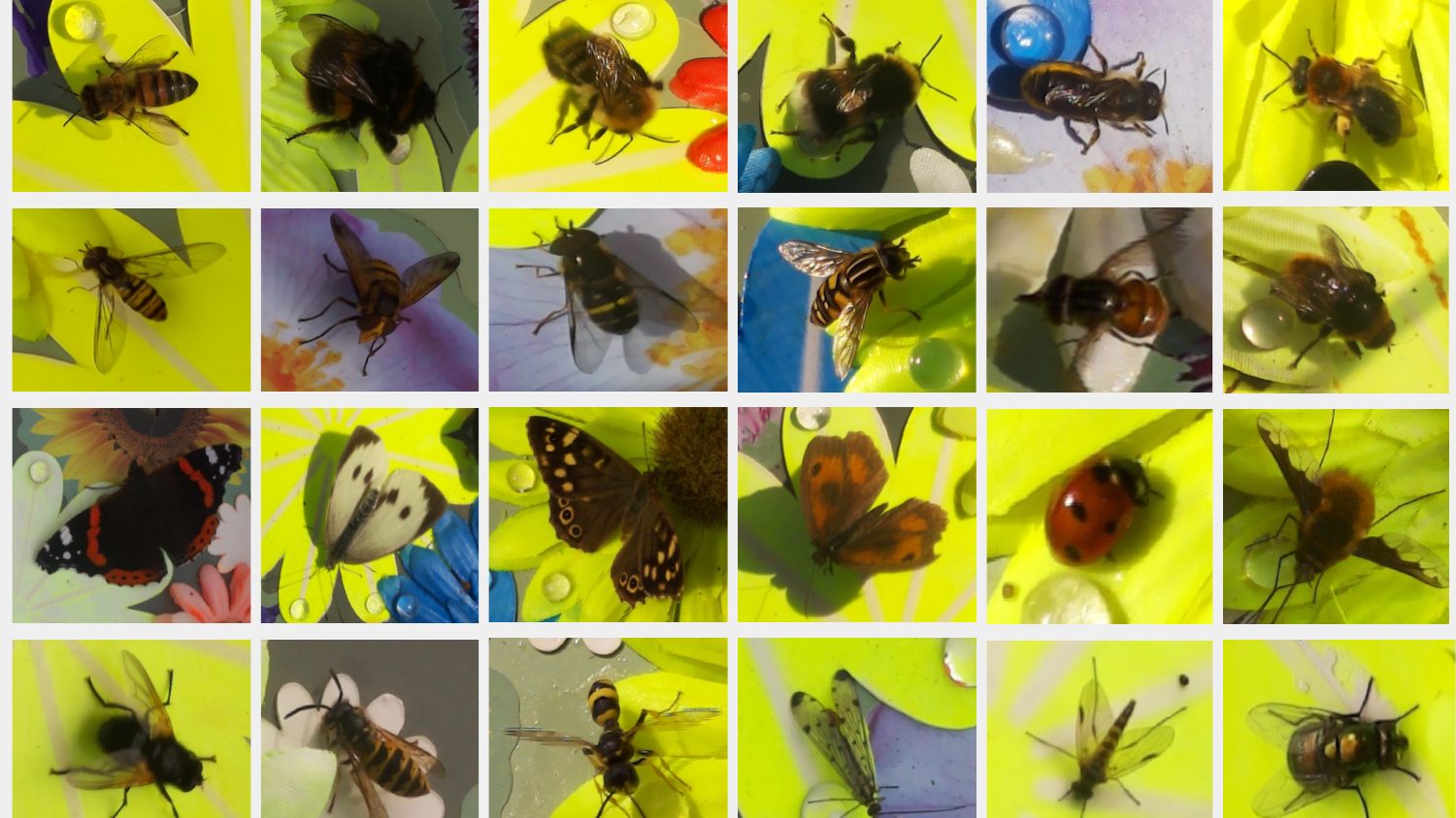 Grid of two dozen insects — bees, hoverflies, butterflies, beetles and flies — automatically photographed and identified by Sensibee