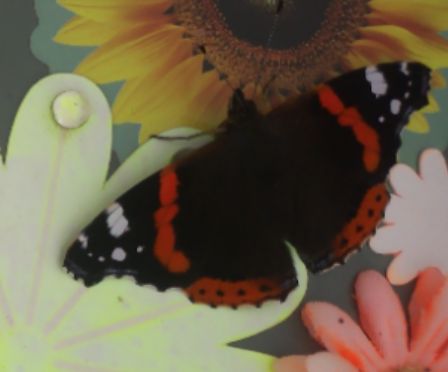 Sensibee capture of Red admiral (Vanessa atalanta)