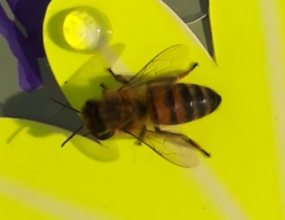 Sensibee capture of Western honey bee (Apis mellifera)